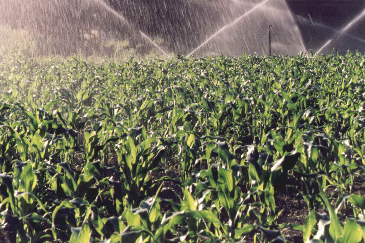 Corn