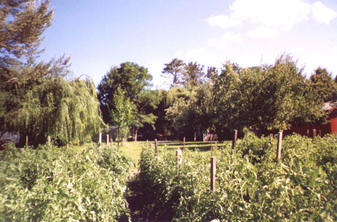 Tomatoes